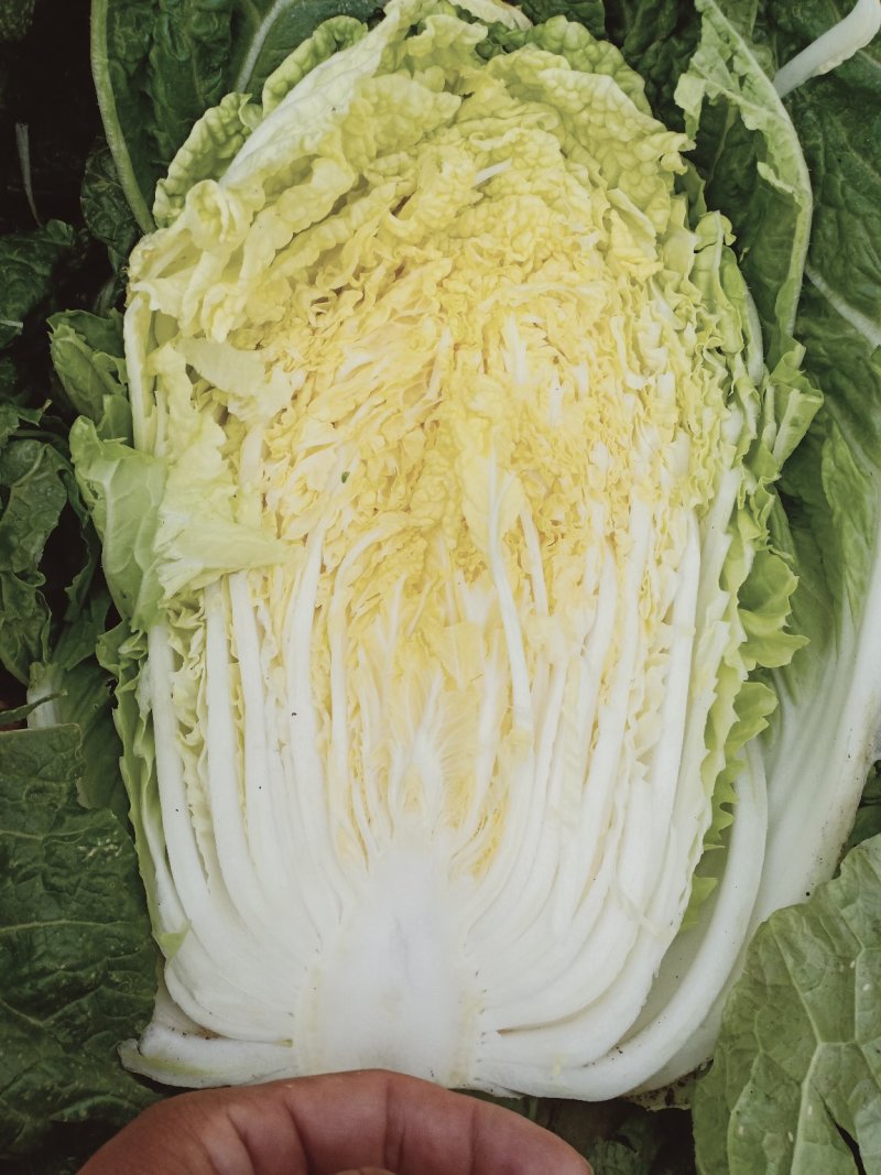 黄心白菜（上市了欢迎各地新老客户光临）