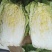 黄心白菜（上市了欢迎各地新老客户光临）