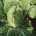 黄心白菜（上市了欢迎各地新老客户光临）