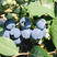 【推荐】蓝莓杭州精品蓝莓一手货源量大从优诚信合作