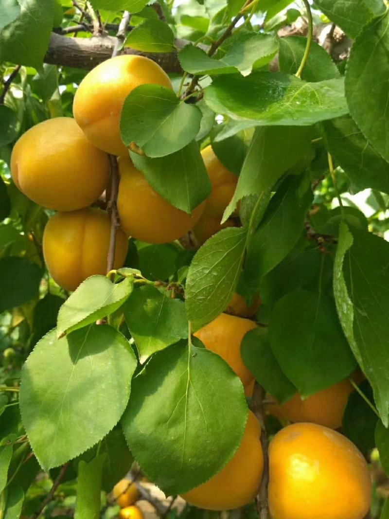 金太阳杏现货供应大量上市欢迎采购考察欲购从速