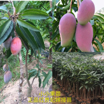 红贵妃芒果桂七芒果树苗嫁接苗今年种明年结果