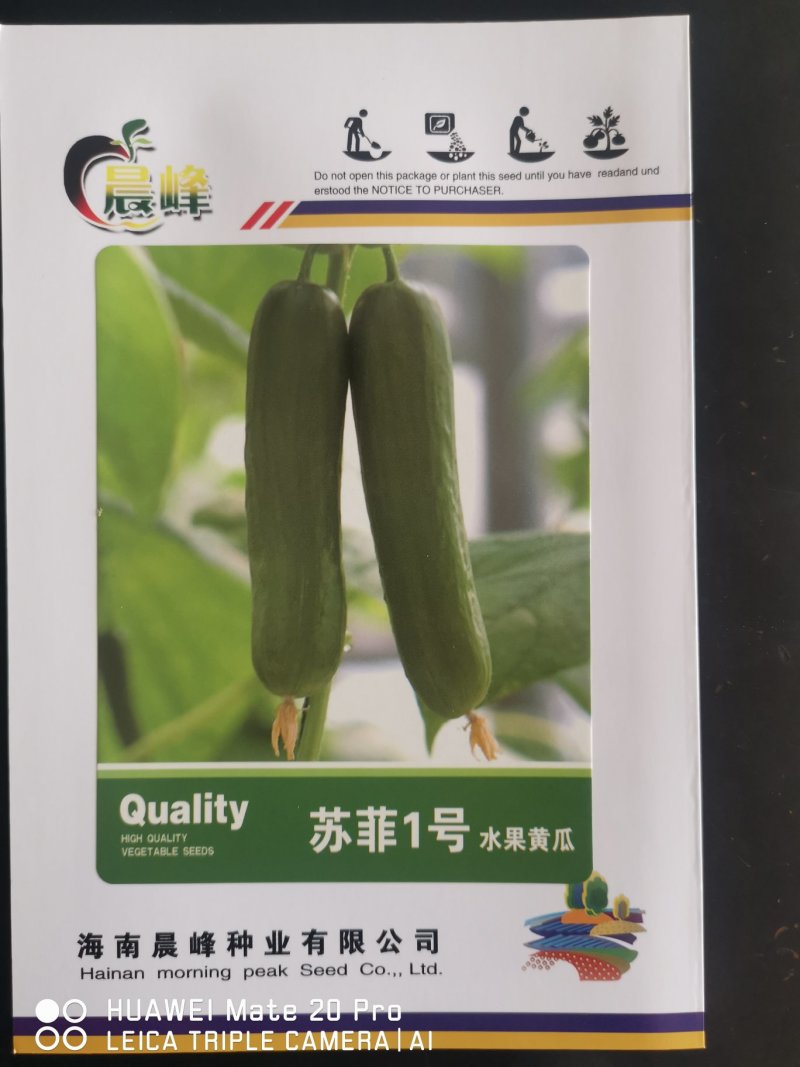 光滑顺直无刺，高产抗病，口感佳水果黄瓜种子