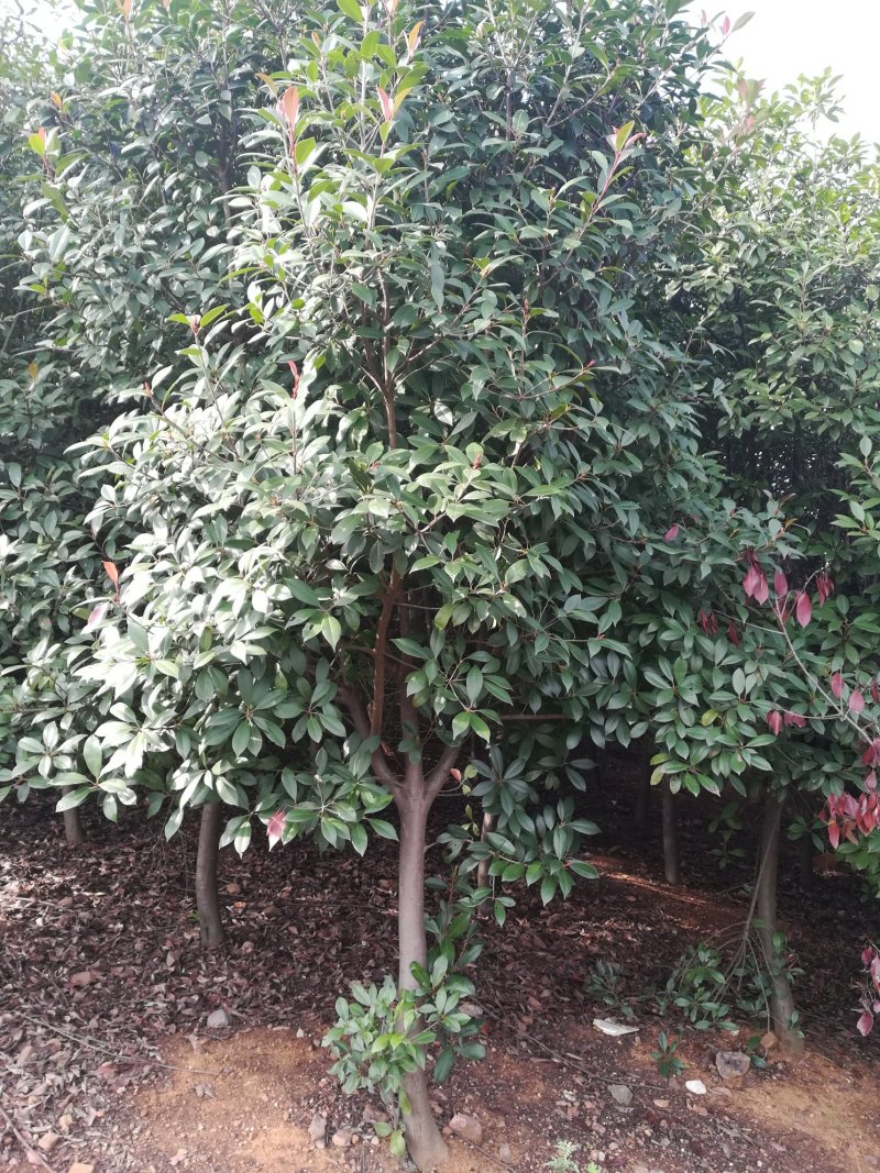 红叶石楠