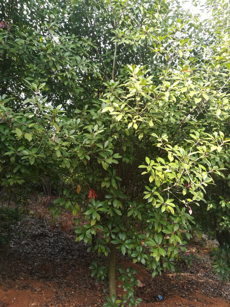 红叶石楠