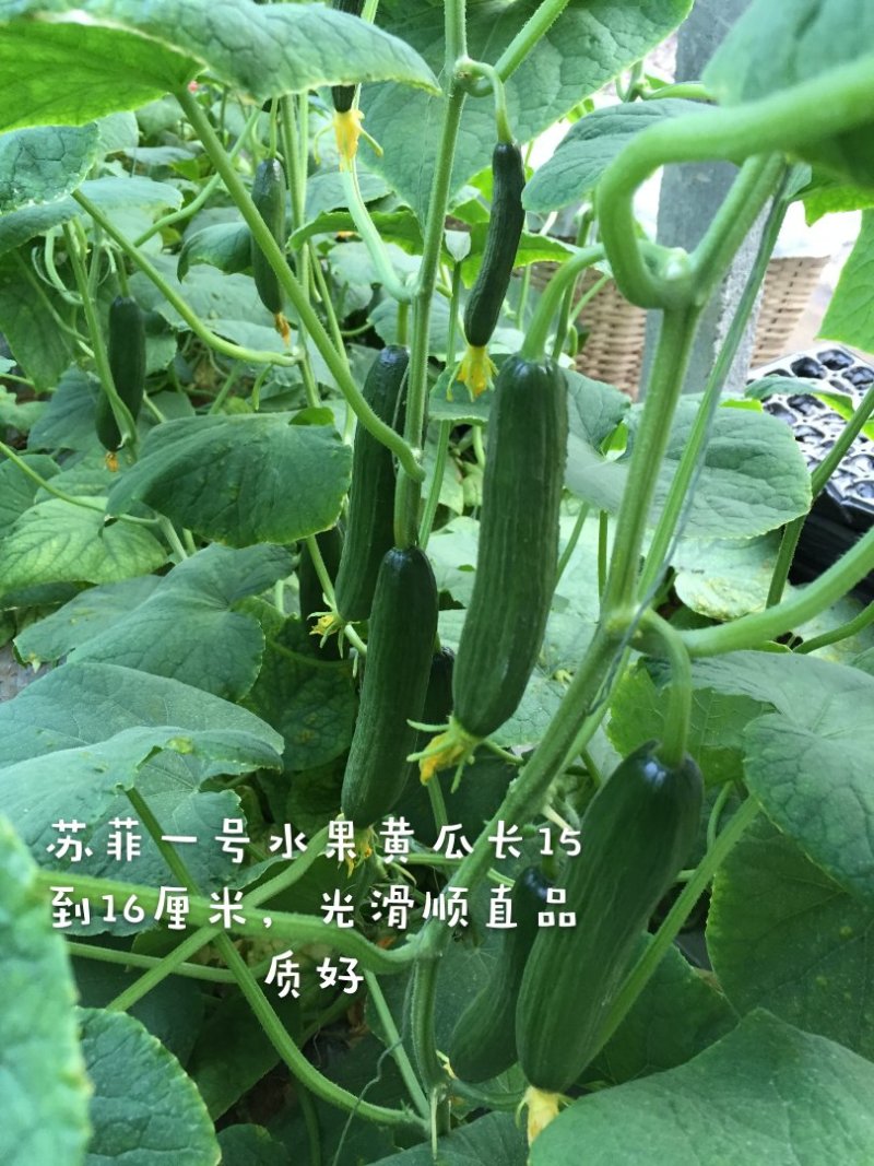 光滑顺直无刺，高产抗病，口感佳水果黄瓜种子