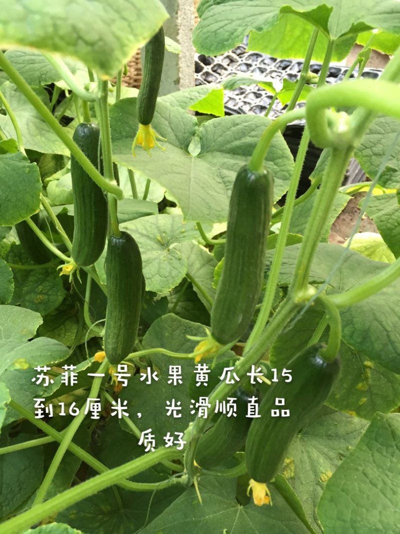 光滑顺直无刺，高产抗病，口感佳水果黄瓜种子