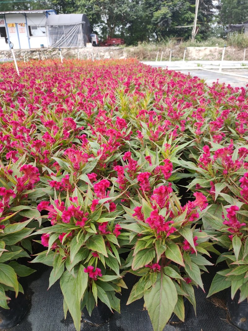 鸡寇花，广东省佛山基地直销