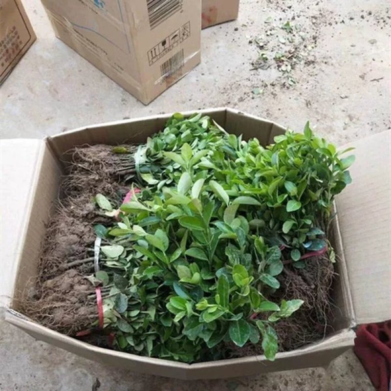 卫矛床苗优质扦插小苗根系发达，成活率胶东卫矛苗
