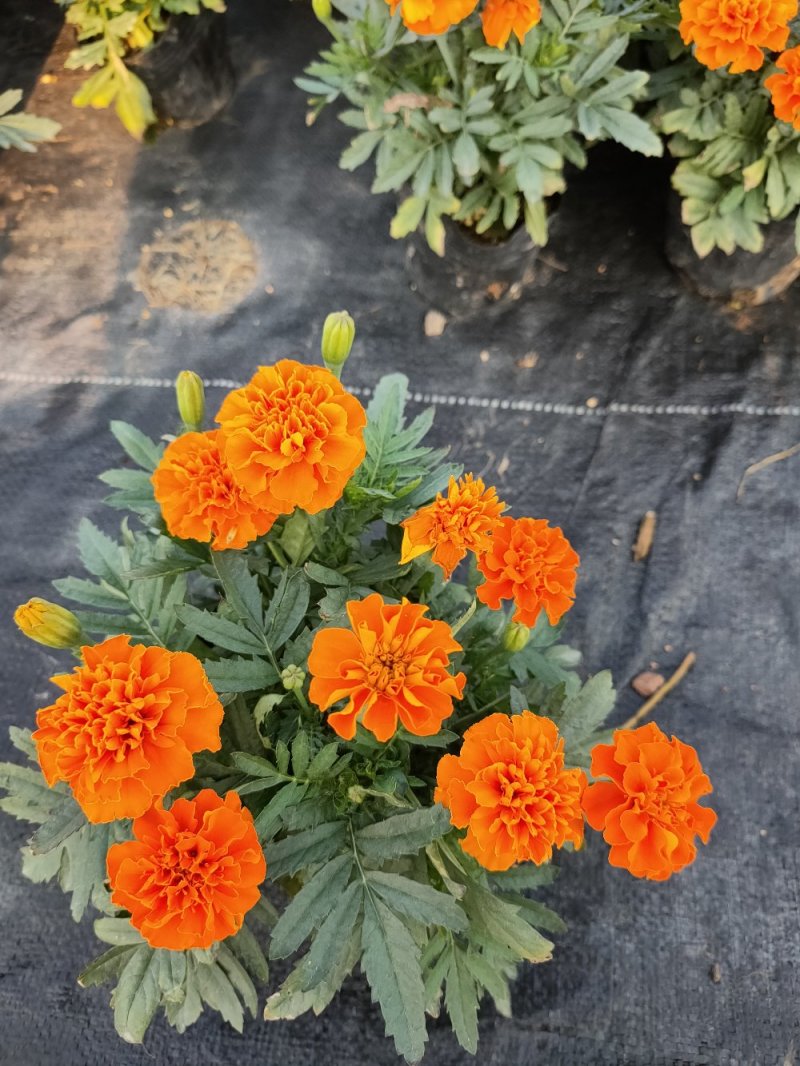 孔雀草，广东省佛山基地直销