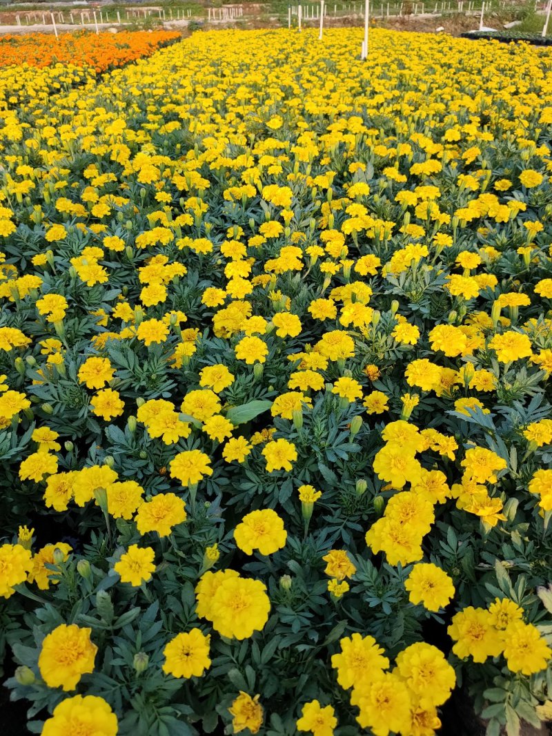 孔雀草，广东省佛山基地直销