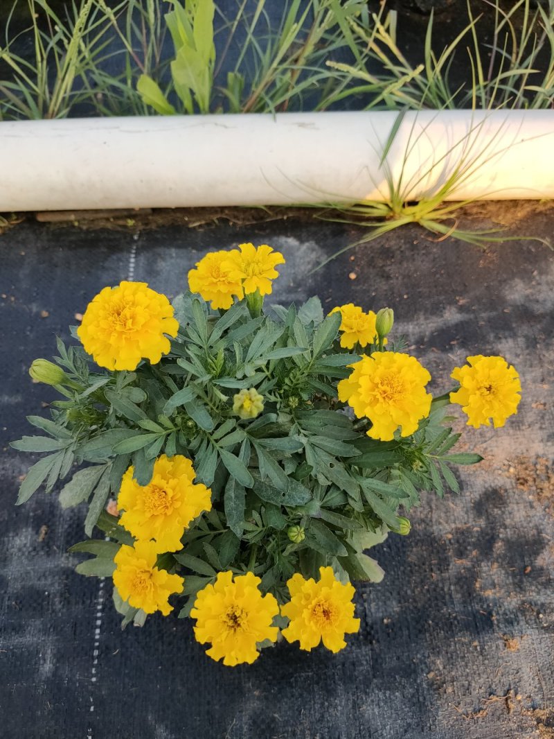 孔雀草，广东省佛山基地直销