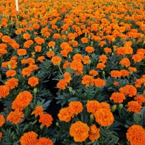 孔雀草，广东省佛山基地直销