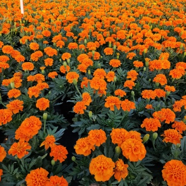 孔雀草，广东省佛山基地直销