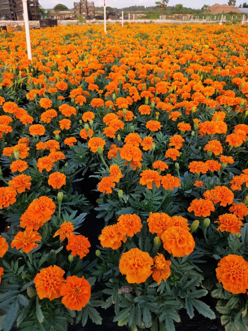 孔雀草，广东省佛山基地直销