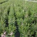 香彩草,粉色,玫红,紫色广东省佛山基地直销