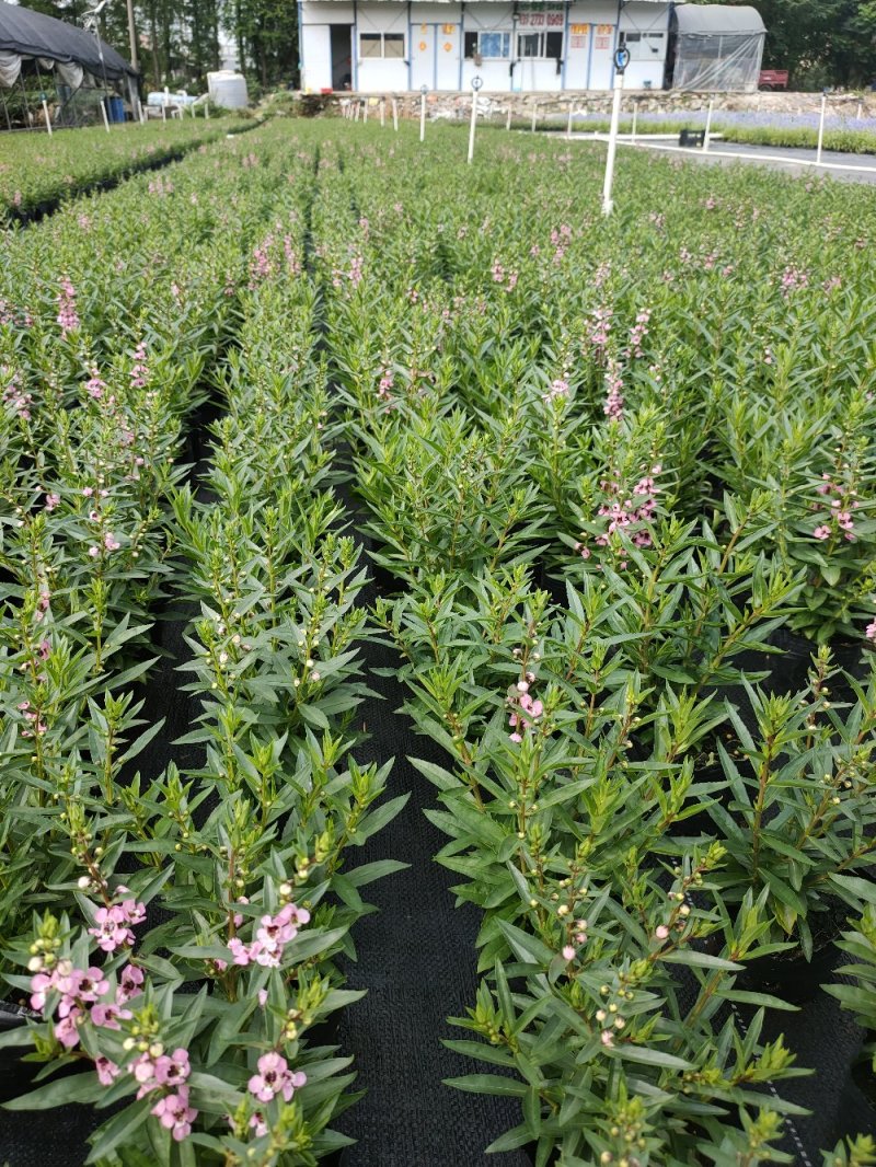 香彩草，粉色，玫红，紫色广东省佛山基地直销