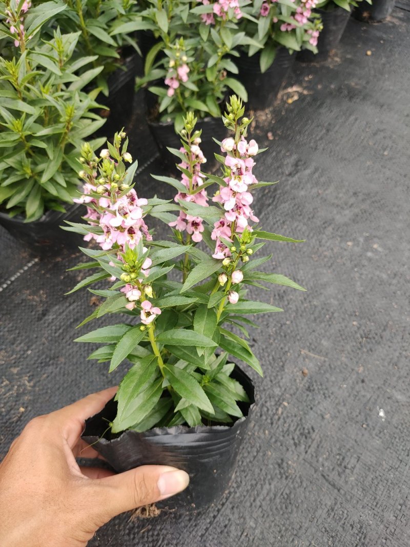 香彩草，粉色，玫红，紫色广东省佛山基地直销