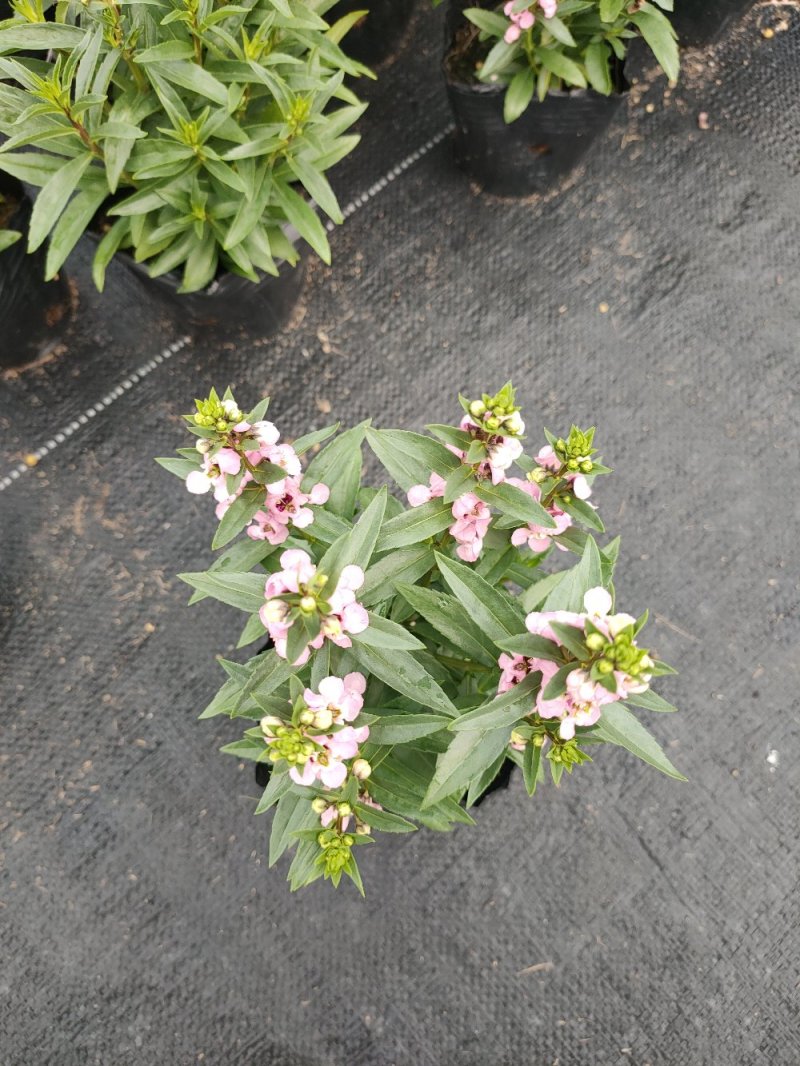 香彩草，粉色，玫红，紫色广东省佛山基地直销