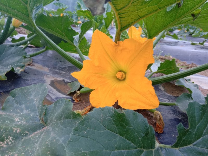 西葫芦瓜