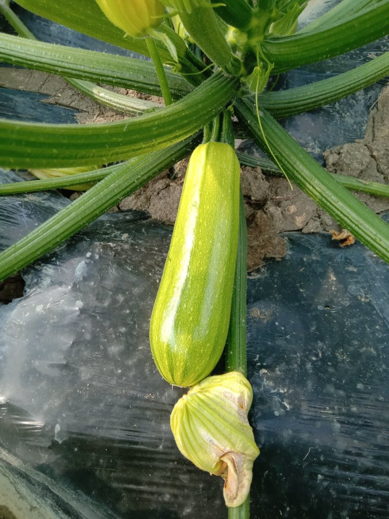 西葫芦瓜