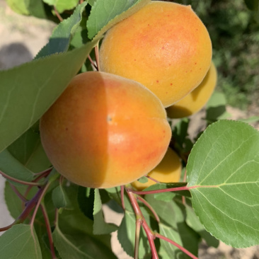 金太阳杏，加工杏支持承接各大电商，商超，市场