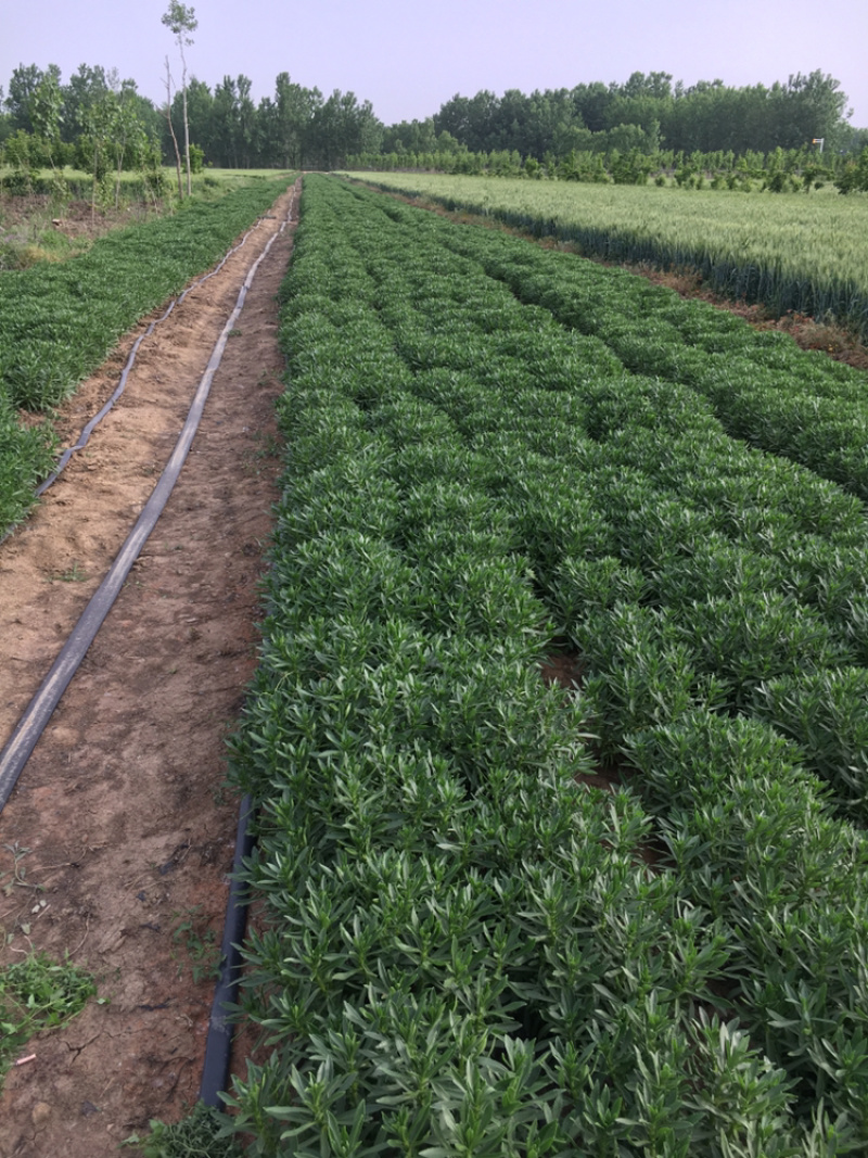 高钙菜、救心菜、养心菜、费菜，景天三七。