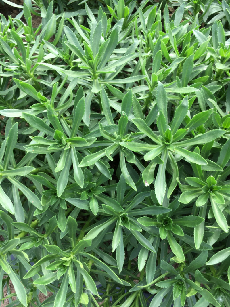 高钙菜、救心菜、养心菜、费菜，景天三七。
