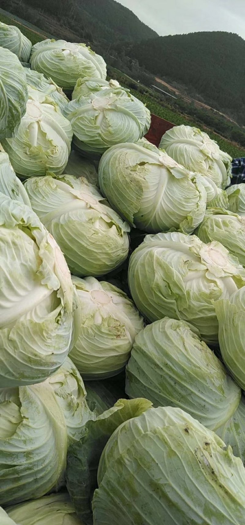 包菜豪帝厚叶，耐运输，芯把搁几天不腐烂七分熟