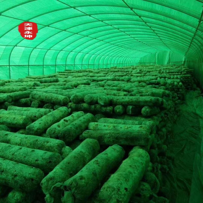 食用菌大棚钢架大棚骨架蘑菇大棚圆管椭圆管大棚温室骨架