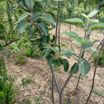 矮化红富士挂果苹果树