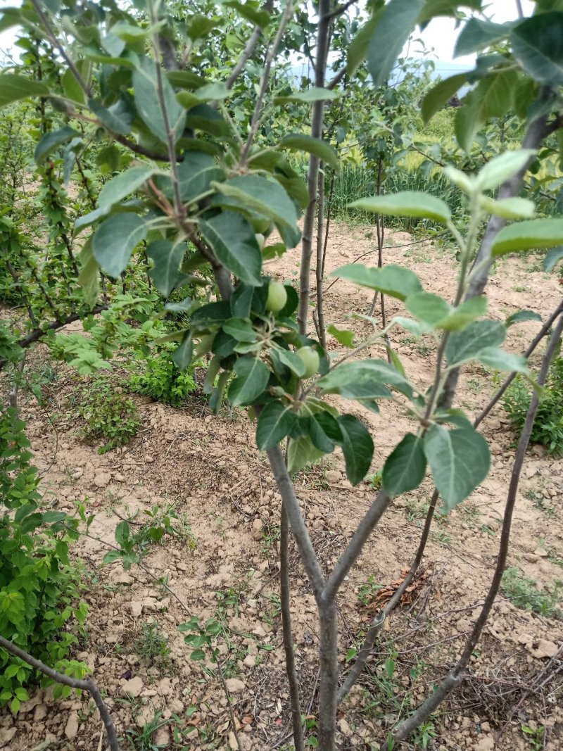 矮化红富士挂果苹果树