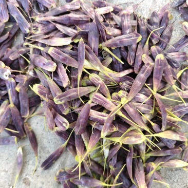板蓝根籽