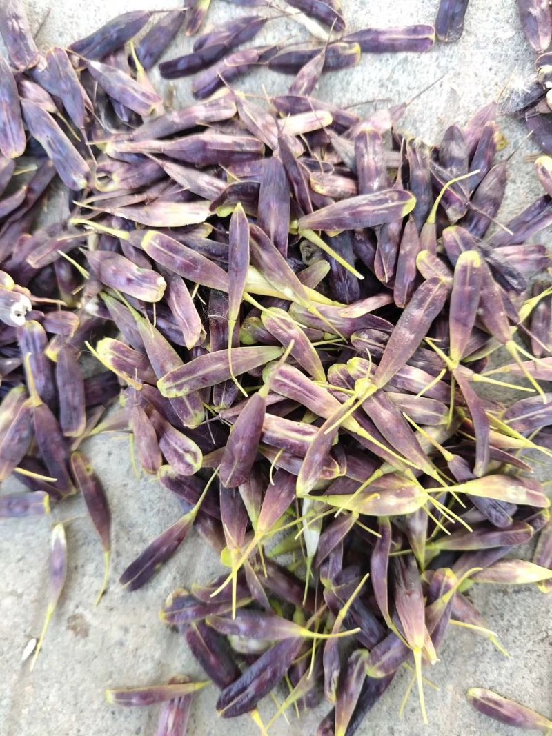板蓝根籽