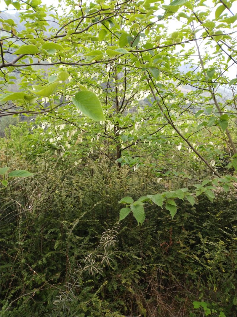 【基地】珙桐树苗是一种落叶乔木珙桐树苗大树鸽子树苗