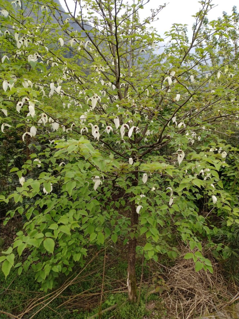 【基地】珙桐树苗是一种落叶乔木珙桐树苗大树鸽子树苗