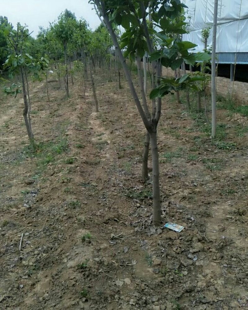 大量出售柿树.5.6公分需要联系，联系时就说在一亩田看到