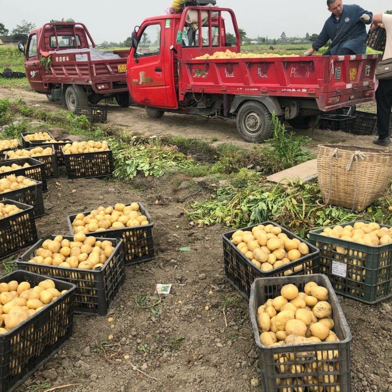 中暑5号荷兰土豆黄皮黄心中暑五号