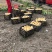 中暑5号荷兰土豆黄皮黄心中暑五号
