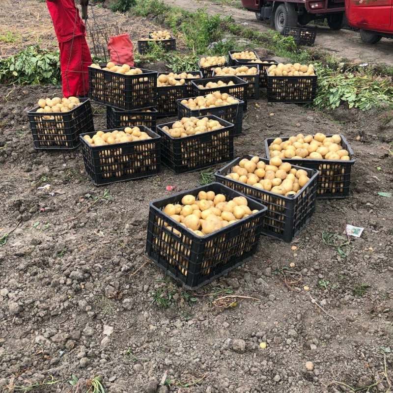 中暑5号荷兰土豆黄皮黄心中暑五号