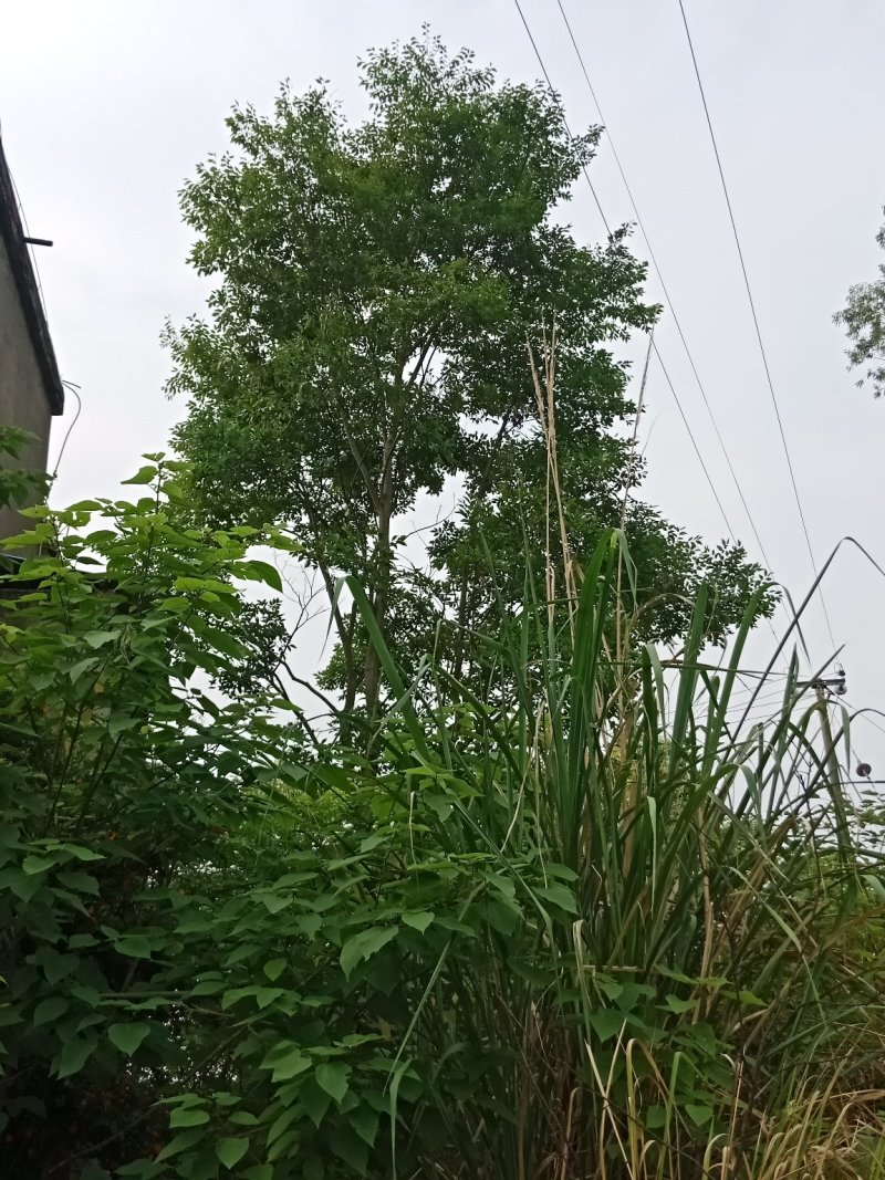 绿化工程用苗，小叶朴树，生货