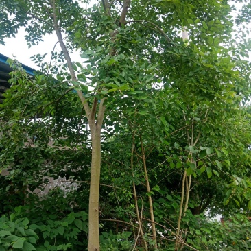 绿化工程用苗，小叶朴树，生货