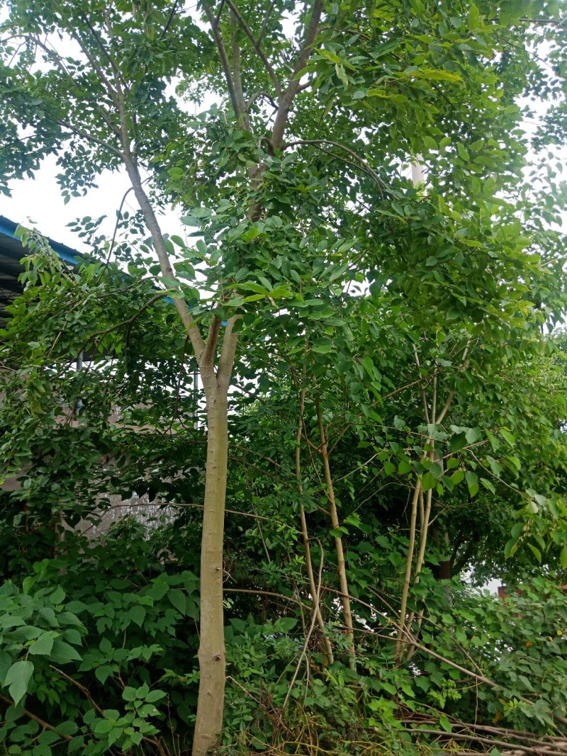 绿化工程用苗，小叶朴树，生货