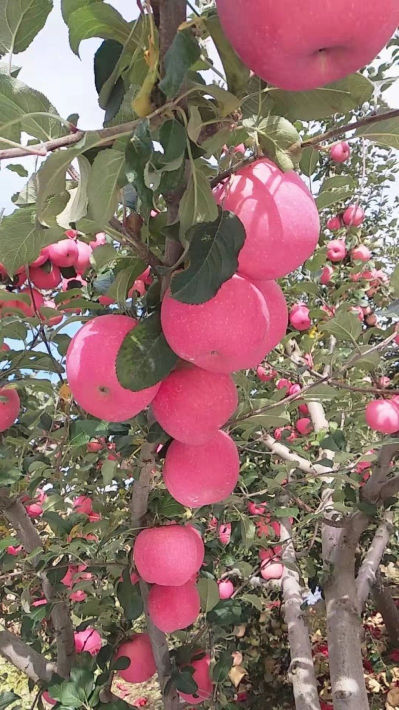 苹果