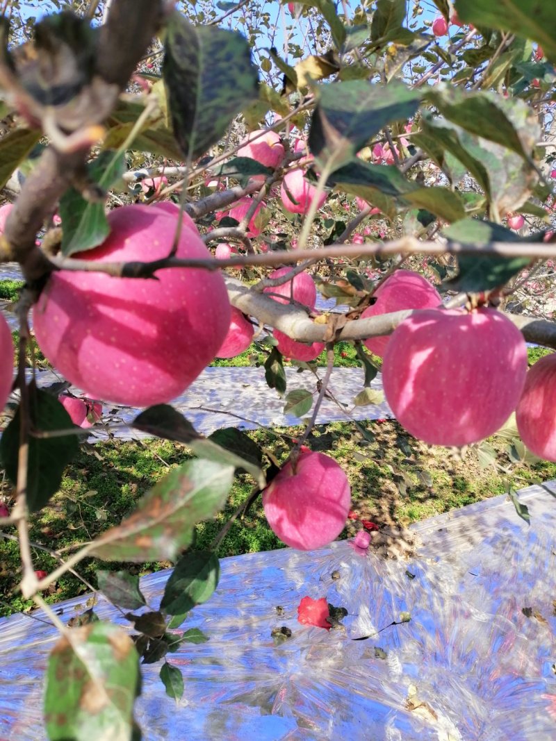 苹果