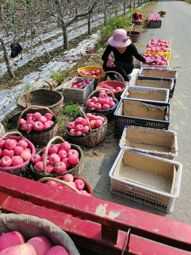 苹果
