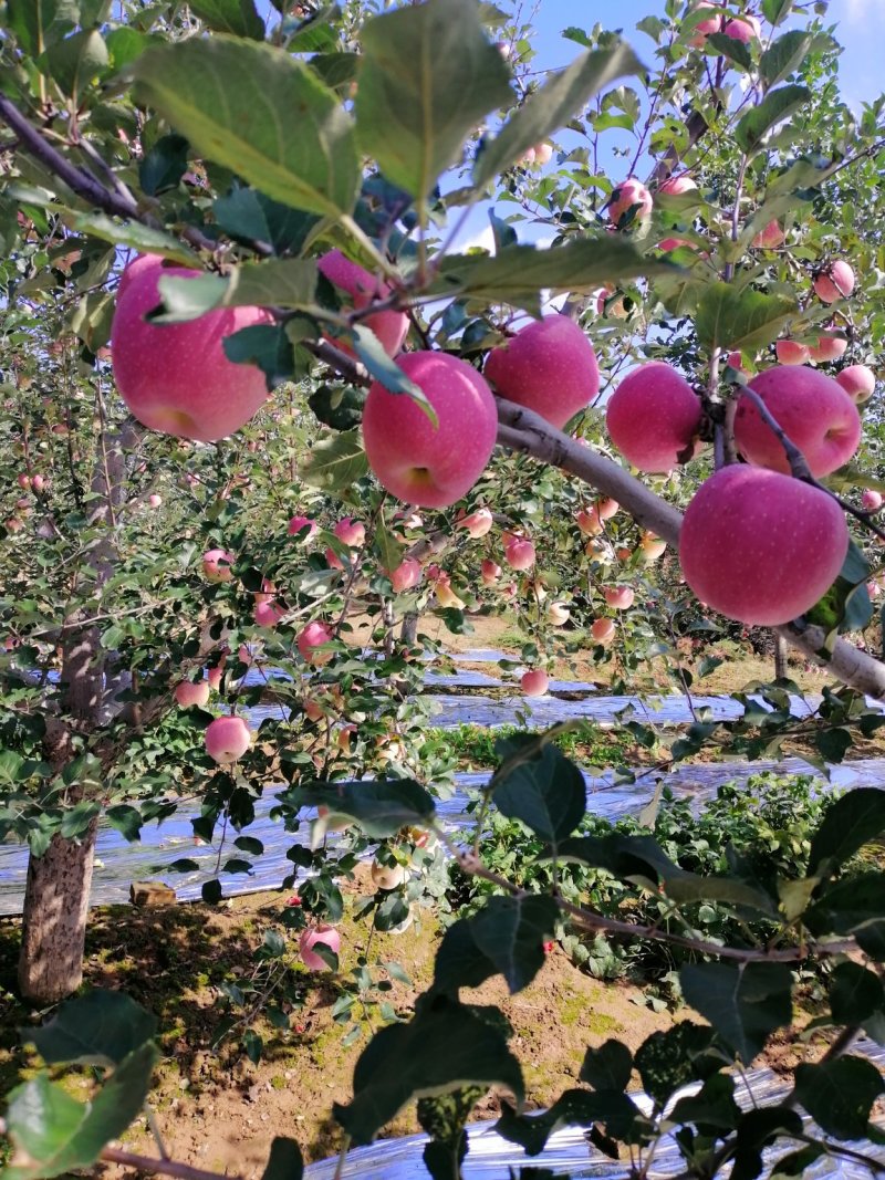 苹果
