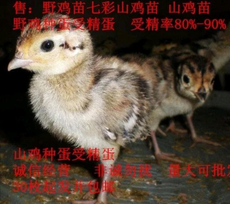 野鸡种蛋，七彩山鸡种蛋，孵化专用。