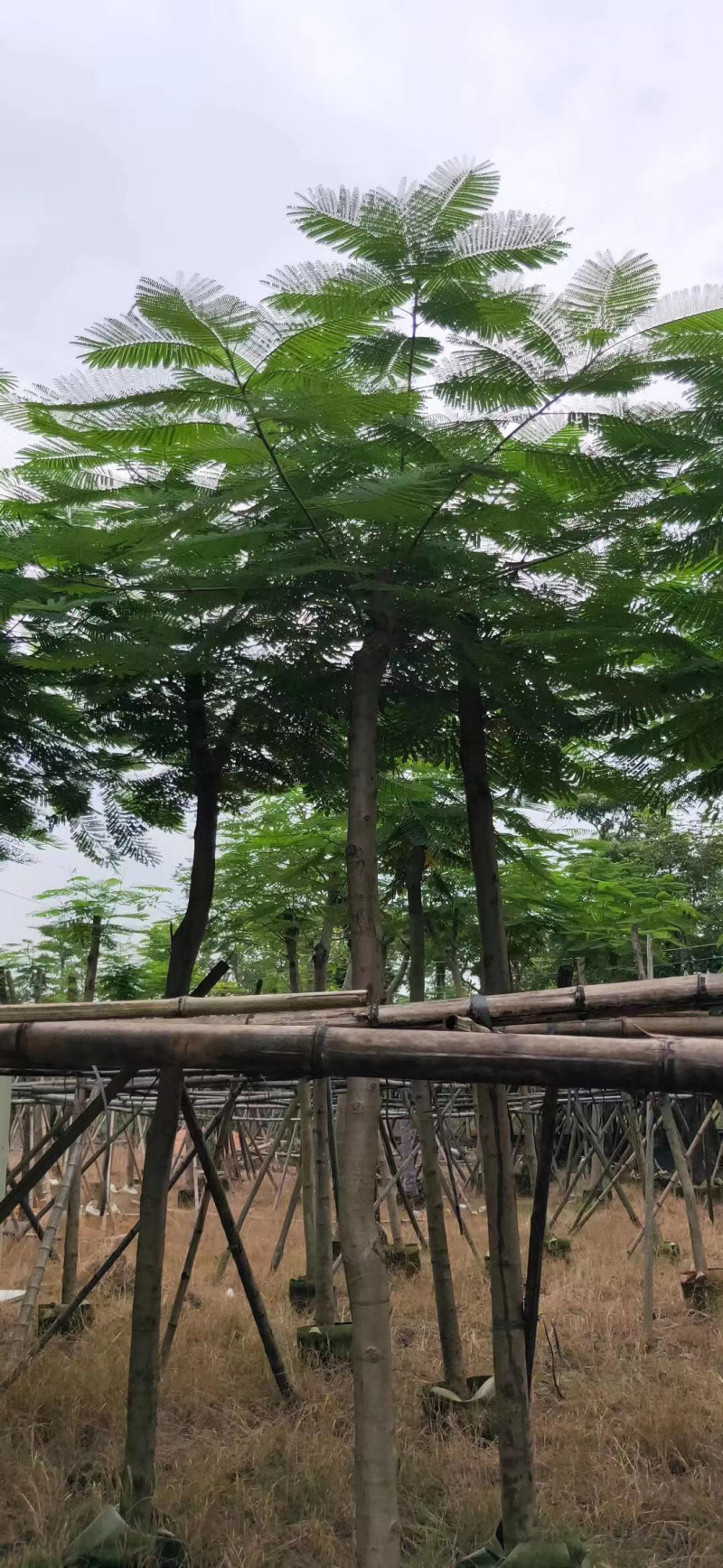 大量12-30骨架，全冠凤凰木出售，有需要请联系