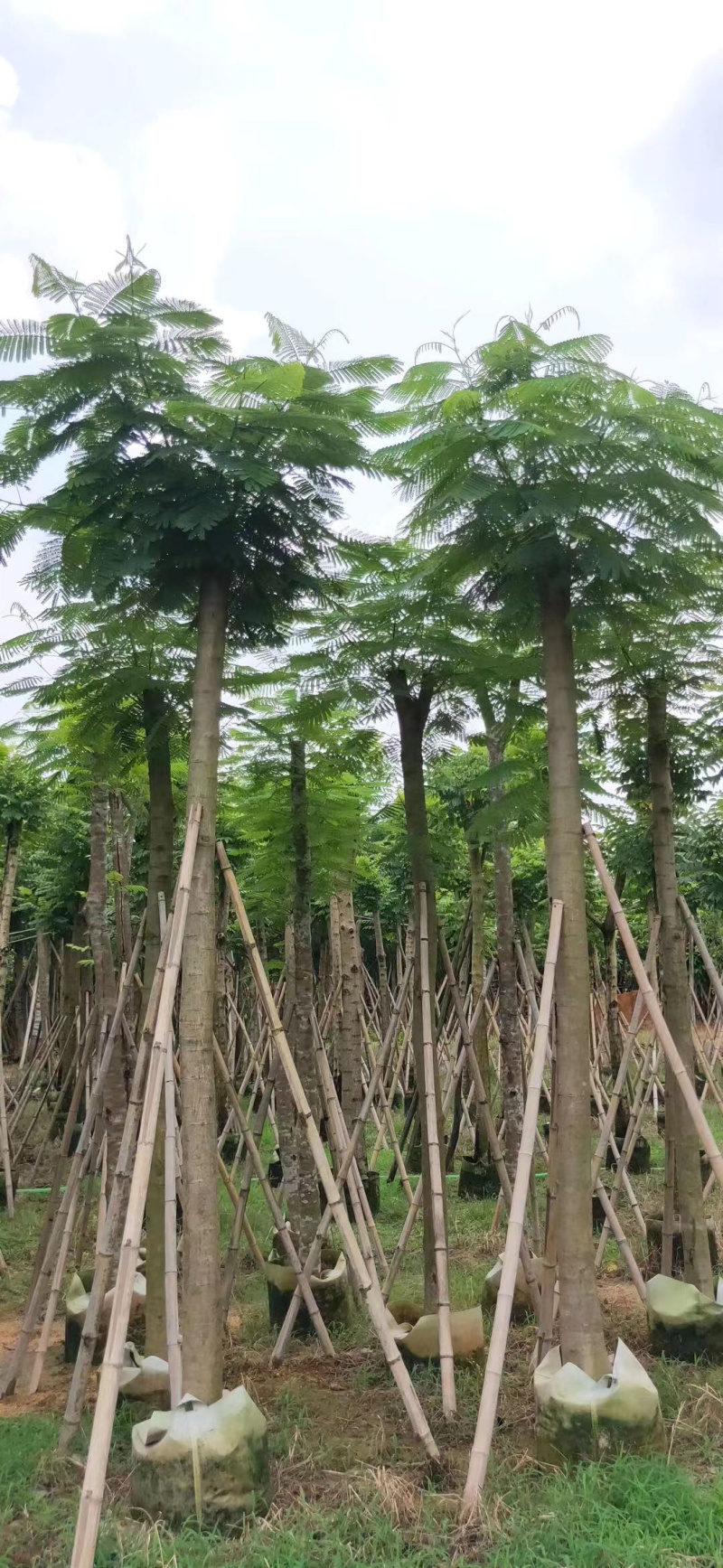 大量12-30骨架，全冠凤凰木出售，有需要请联系
